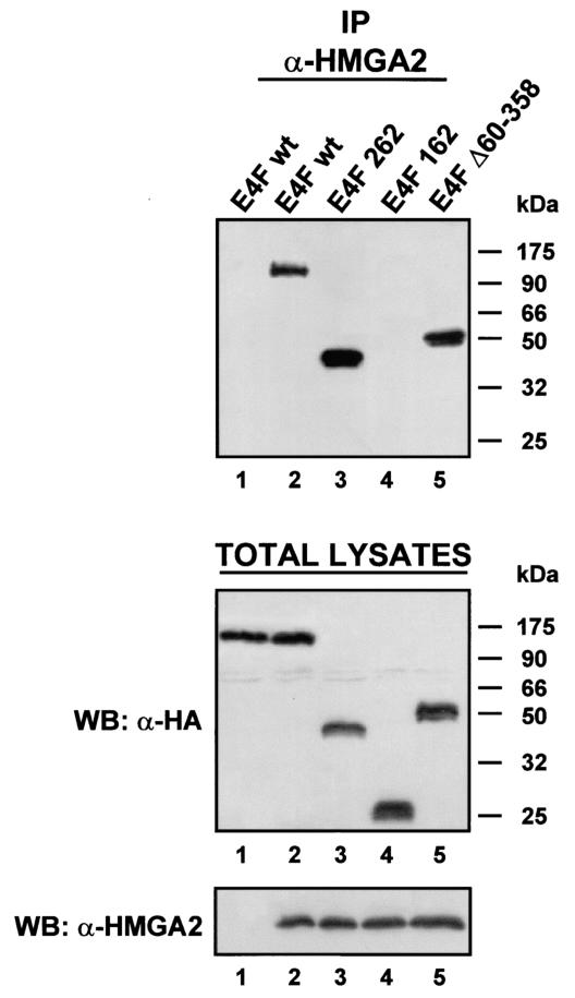 FIG. 5.