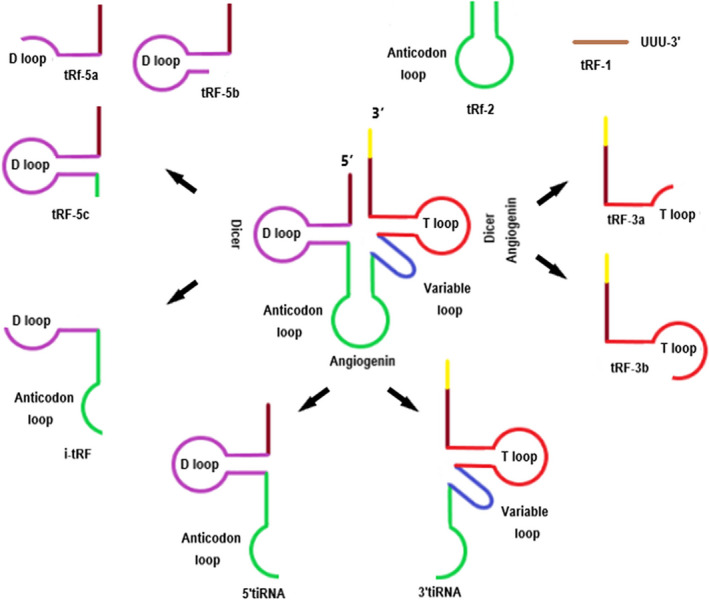 FIGURE 1