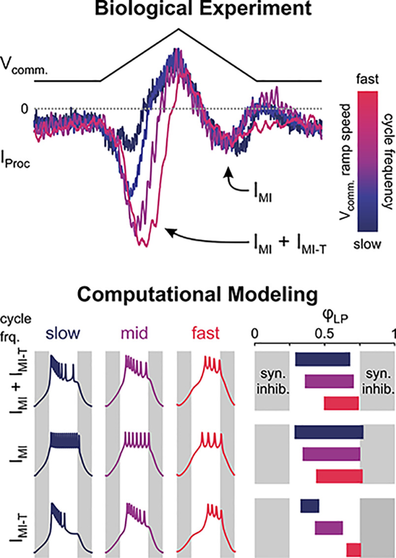 graphic file with name ENEURO.0338-21.2021_f010.jpg