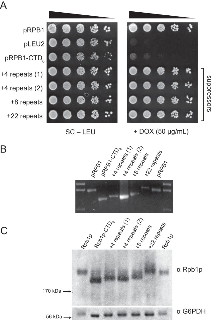 FIGURE 6.