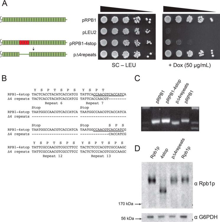 FIGURE 4.