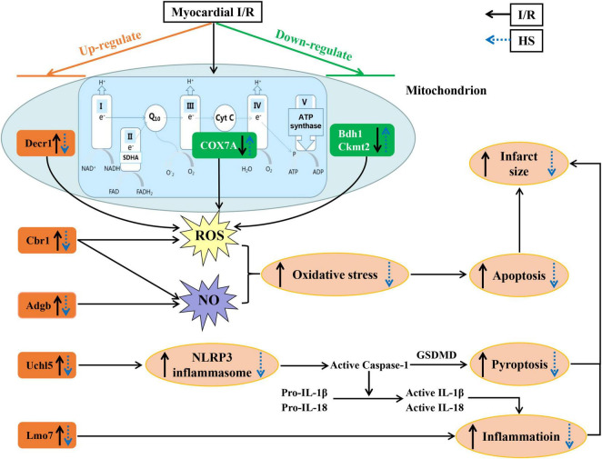 FIGURE 10