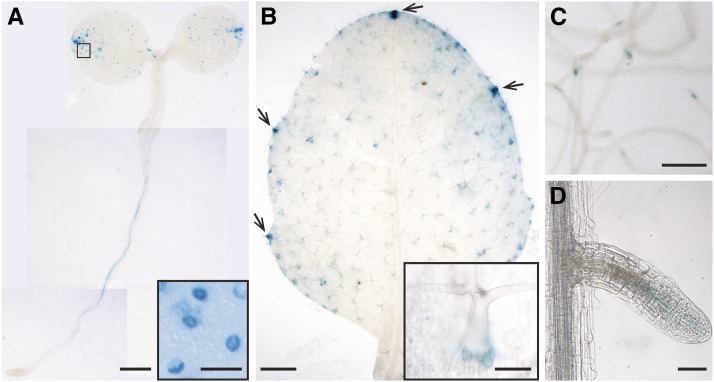 Figure 4.