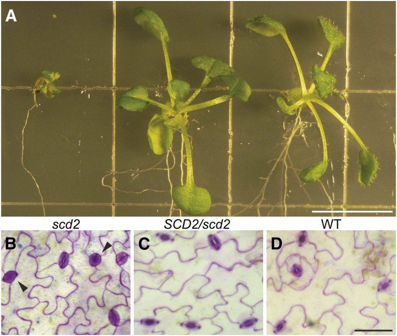 Figure 3.