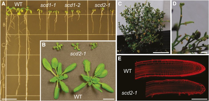 Figure 2.