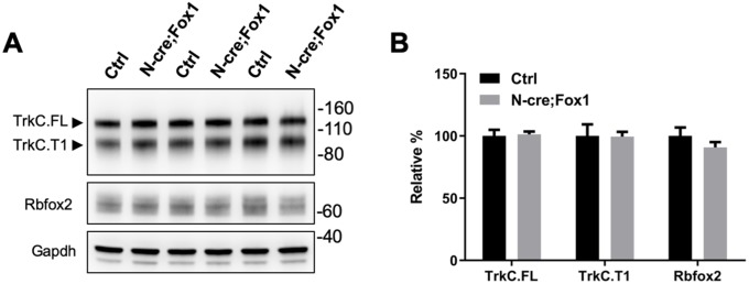 Figure 1—figure supplement 3.