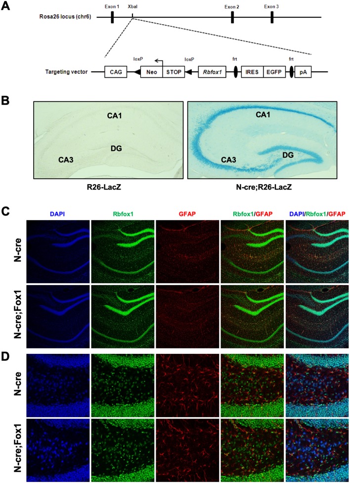 Figure 1—figure supplement 2.