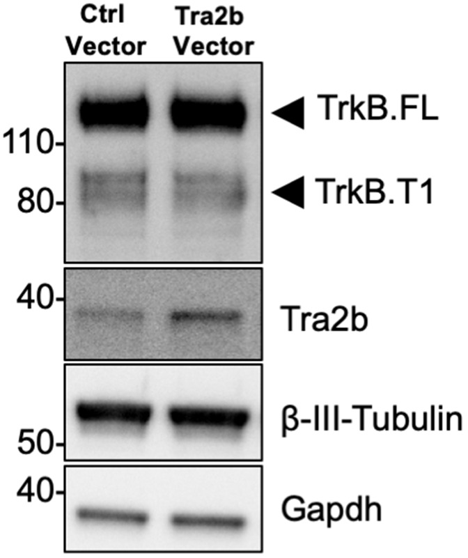 Figure 1—figure supplement 1.