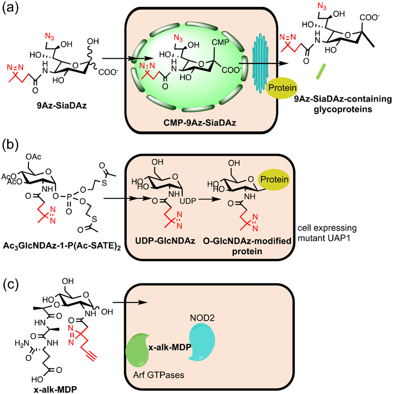 Figure 3.