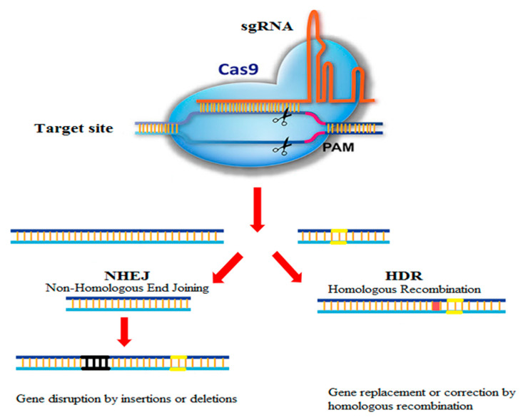 Applications Of Crispr Cas9 As An Advanced Genome Editing System In Life Sciences Pmc 0871