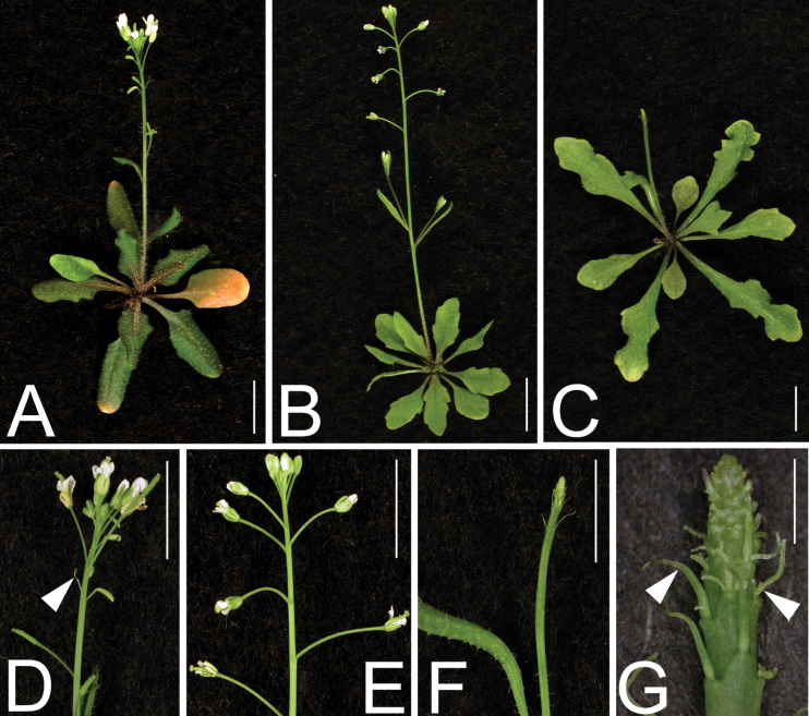 Fig. 5.