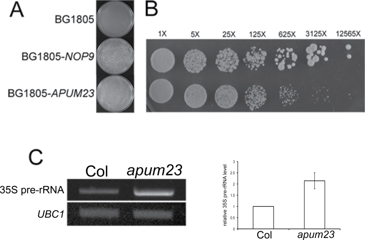 Fig. 9.