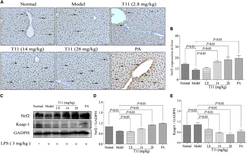 FIGURE 11