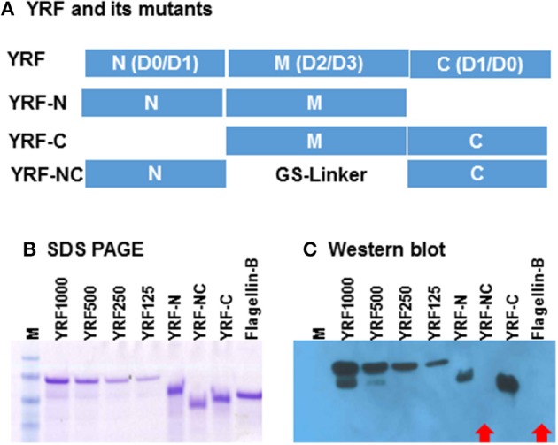 Figure 13