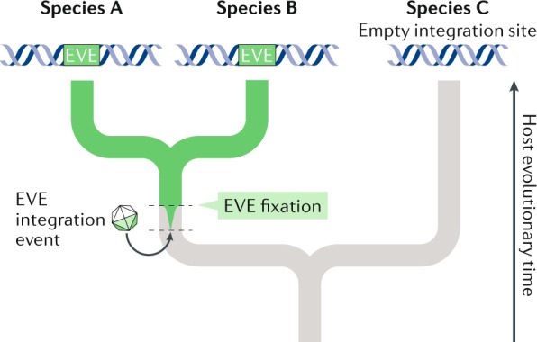Box 1 Endogenous viral elements