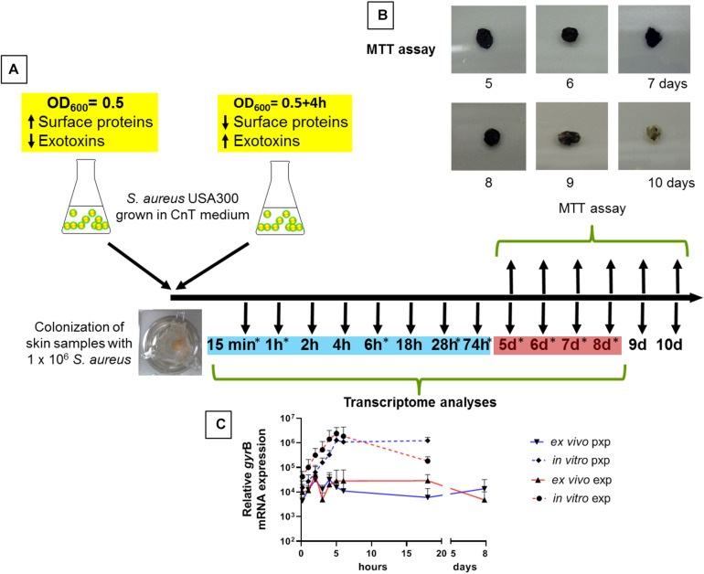 FIGURE 1