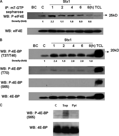 FIG. 2.