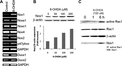 FIG. 1.