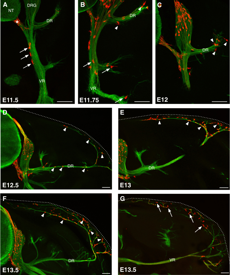 Figure 2