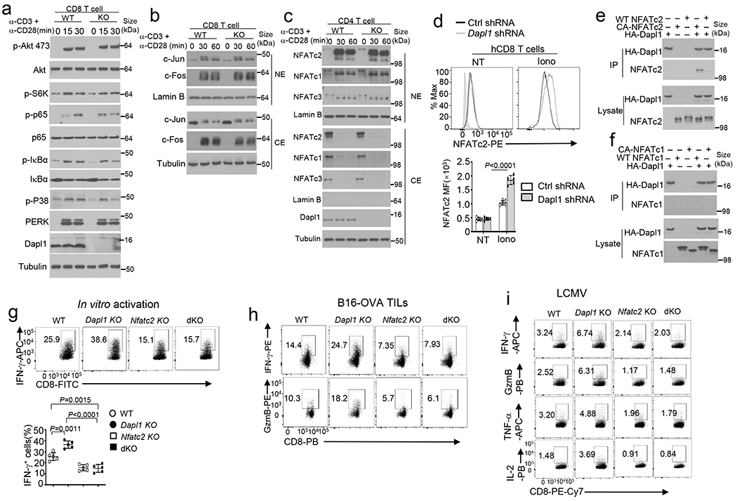 Supplementary Fig. 8.