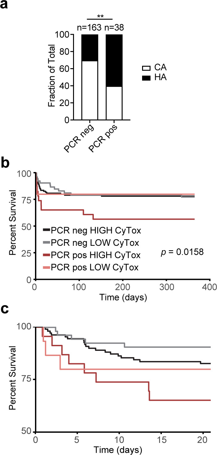 Bar graph depicts CA and HA infections among PCR neg and PCR pos. Kaplan–Meier curves plot percent survival over time for PCR neg and pos patients with high/low cytotoxicity S. aureus coinfections.