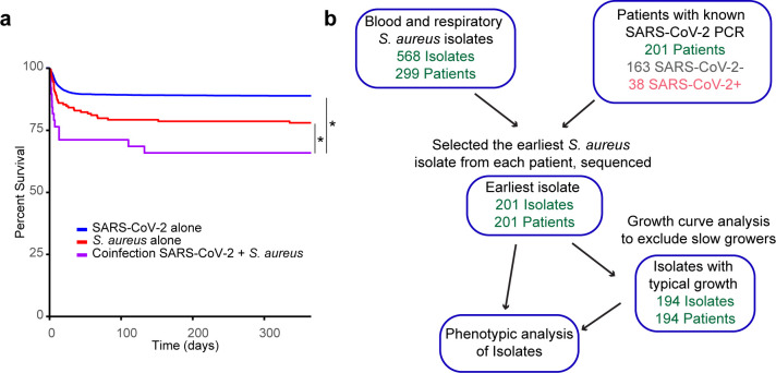 Kaplan–Meier survival curve depicts percent survival over time for patients with SARS-CoV-2, S. aureus, and coinfection. A flowchart details the study design, starting with patients known to have SARS-CoV-2 PCR and S. aureus isolates.