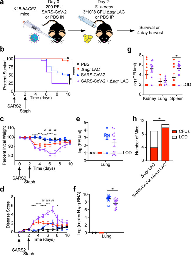 Experimental design depicts SARS-CoV-2 and S. aureus coinfection model. Graphs depict percent survival, initial weight, disease score, log CFU per lung, log RNA copies per mg lung, log CFU per organ, and mice with CFUs and LOD in lungs.