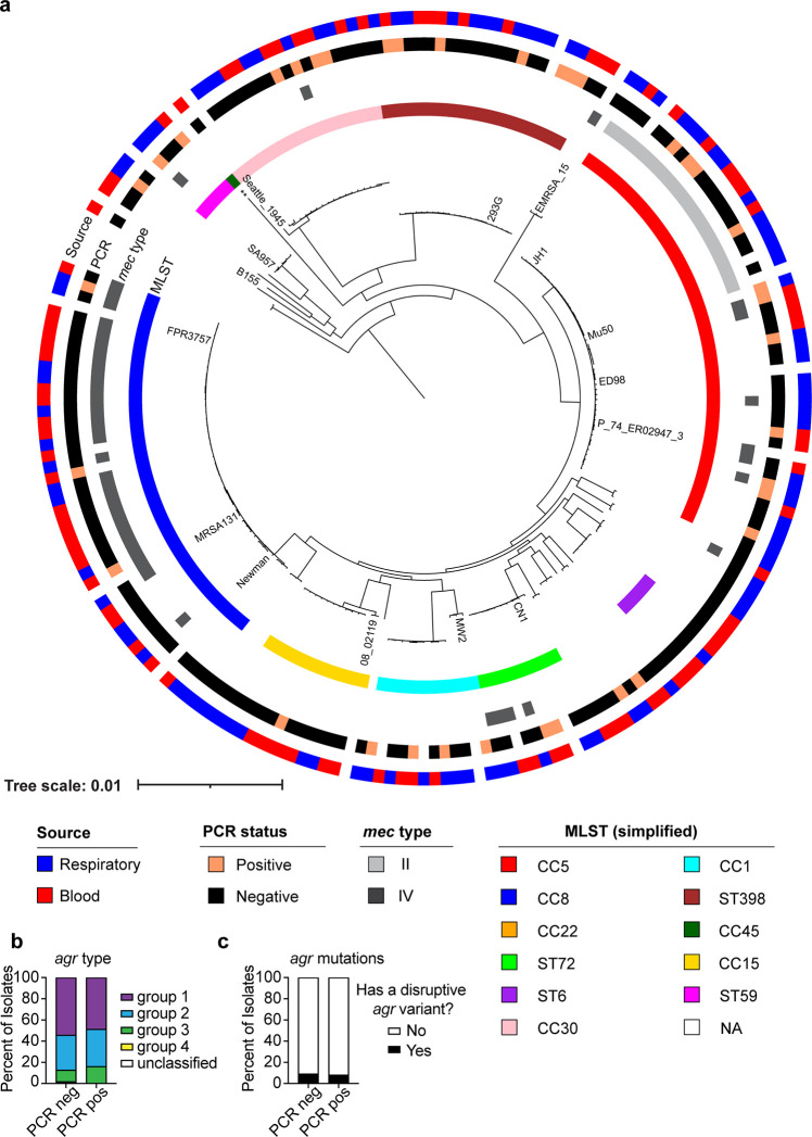 Phylogenetic tree depicts relationships among isolates with branches labeled by isolate IDs. Rings represent source, PCR status, mec type, and MLST types. Bar graphs plot agr type frequency and disruptive agr variant presence by PCR status.