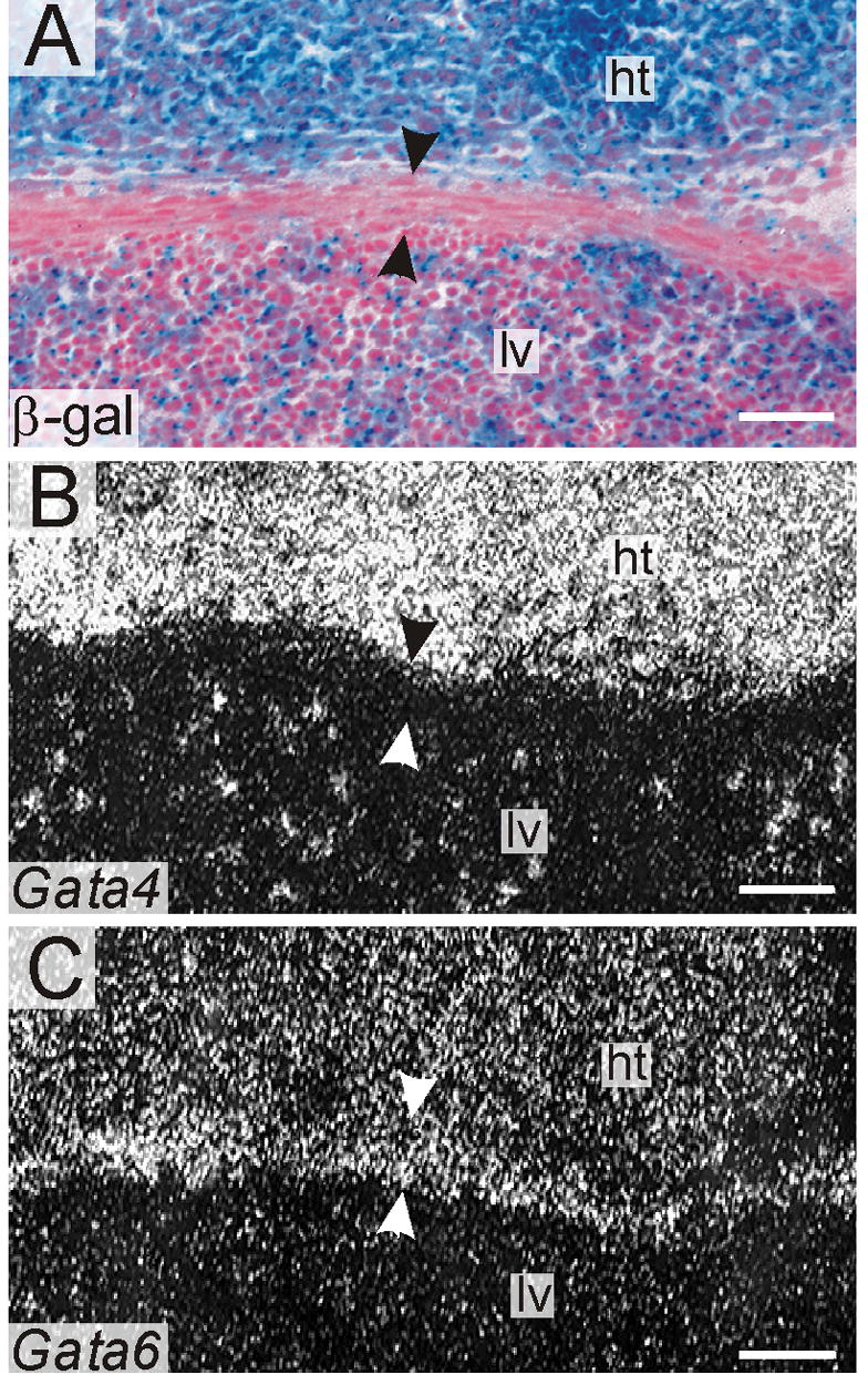 Fig 10