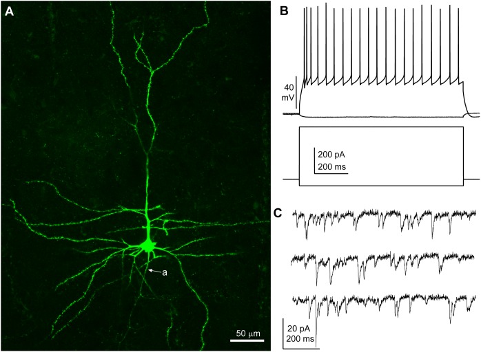 FIGURE 1