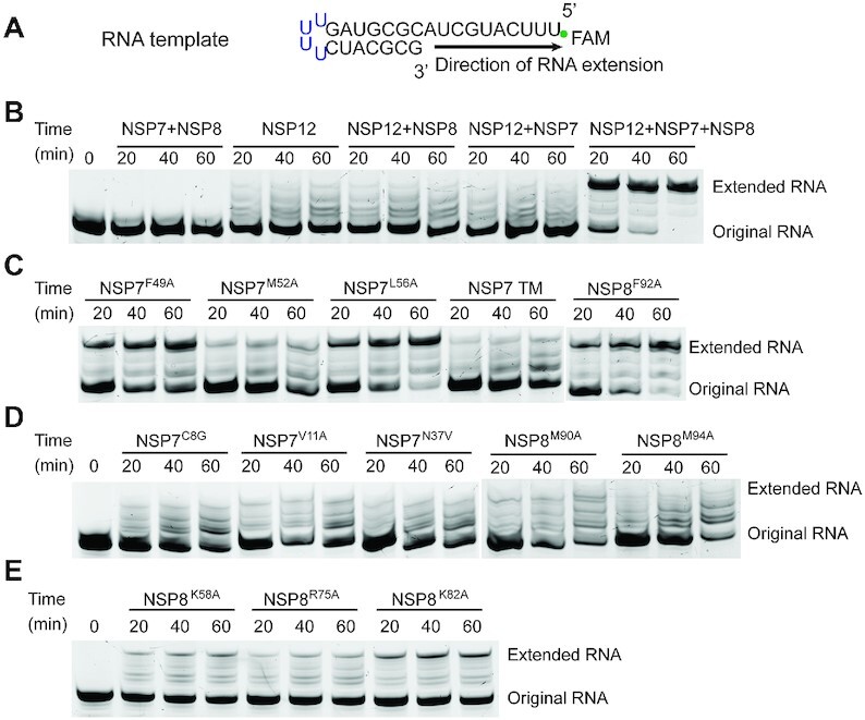 Figure 5.