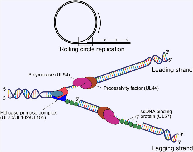 FIGURE 4