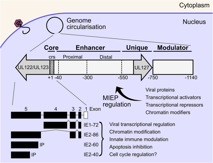 FIGURE 2