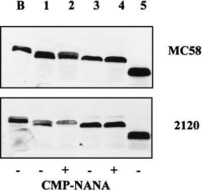 FIG. 1