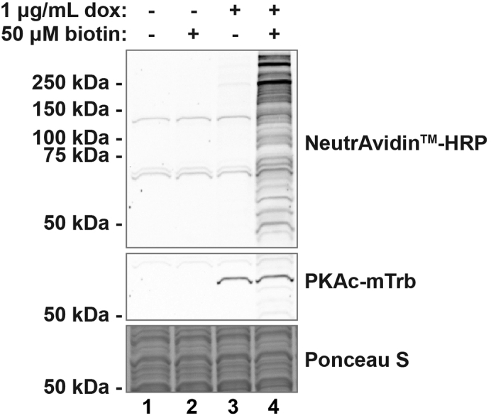 Figure 3