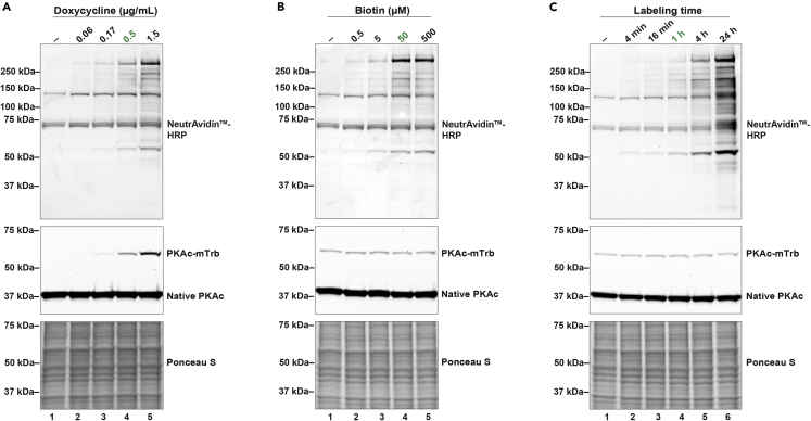 Figure 2