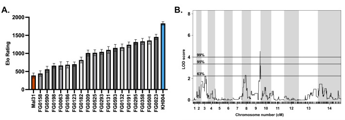 Bar graph shows Elo ratings for various strains, including Mal31 and KH004. Line graph displays LOD scores across chromosomes, indicating 63, 95, and 99 percent significance thresholds.