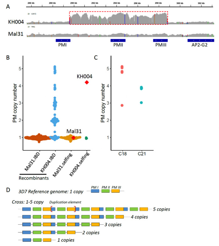 Genetic analysis of KH004 and Mal31. Diagram shows genomic regions and PM duplication in the 3D7 reference genome. Scatterplots display PM copy numbers in recombinants and different crosses.