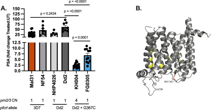 Bar graph shows PSA fold change for different strains. 3D protein structure shows the position of Gly-367 with marked regions. Strains include Mal31, NF54, NHP4026, Dd2, KH004, and FG0305 with various PM2/3 copy numbers and PfCRT alleles.