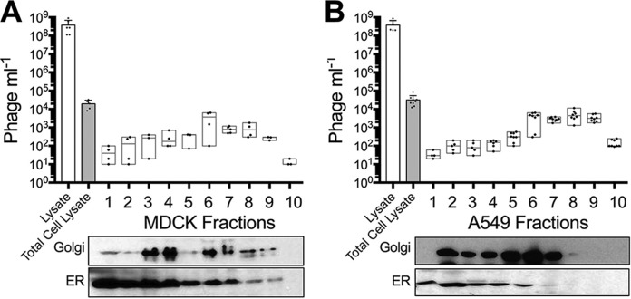 FIG 6 