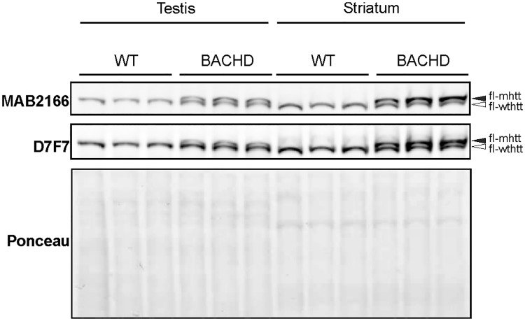 Fig 5