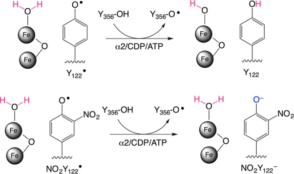 Scheme 2