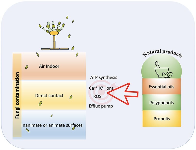 Graphical Abstract