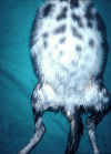 Fig 1.