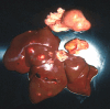 Fig 5.