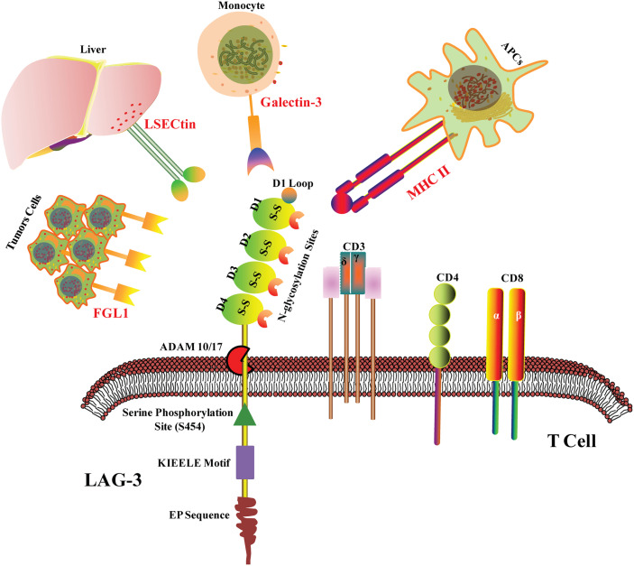 Figure 1