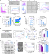 Figure 2. a2,6-SA and ST6GAL1 inhibit cluster formation and confer sensitivity to PAX. A, Left, flow profile of MDA-MB-231 cells with α2,6-SA–low and α2,6-SA–high populations. Right, representative images of sorted α-2,6-SA–low and α2,6-SA–high cells at 4 hours of clustering (top) and cluster formation curves (cluster size by area) of sorted cells (bottom). Scale bars = 60 μm. See Supplementary Videos S1 and S2 for cluster videos. B, Flow histograms of SNA-binding signals (left), representative cluster images (middle), and cluster formation curves (right) of MDA-MB-231 cells: ST6WT and ST6KO cells transfected with control vectors (-Con), and ST6KO cells transfected with ST6GAL1 overexpression vector (-OE). Scale bars = 100 μm. Cluster videos are available as Supplementary Videos S3–S5. C, Left: cell death (%) of CTC-092 PDX tumor cells ex vivo 24 hours after paclitaxel (PAX) treatments at 0, 25, 50, and 250 μg/mL, measured as DAPI positivity of live cells via flow cytometry (ns, not significant). Right, representative flow profile of DAPI and SNA signals in PAX-treated cells at the high dose of 250 μg/mL. D, Representative flow histograms (left) and SNA-high population (%) within alive CTC-092 cells (right) after 24 hours of PAX treatment at indicated doses (0–250 μg/mL). E, Representative images of CTC clusters formed at 24 hours (left) and the time-course cluster formation curves (right, cluster size) of CTC-092 PDX cells ex vivo upon treatment with PBS and PAX-NAB at 25 μg/mL. Scale bar = 50 μm. See Supplementary Videos S6 and S7 for cluster videos. F, Representative flow plots (left) and quantified viability (DAPI exclusion %; right graph) of flow sorting–enriched SNA-high and SNA-low MDA-MB-231 cells (as shown in A) after overnight treatment with PAX at 0 and 25 μg/mL. G, Immunoblots of ST6GAL1, ST3GAL1, FUT3, CD44, and β-actin (loading control) of ST6WT and ST6KO cells at indicated time points (0, 24, and 48 hours) after PAX (25 μg/mL) treatment. Data are representative images of 2 biological replicates. H, Bright-field images of ST6WT and ST6KO cells (left) and their cell viability (%) after treatment with PAX at indicated doses (0–200 μg/mL; right). I, Cell viability of ST6WT and ST6KO cells after indicated time of paclitaxel (PAX) treatment at 25 μg/mL. P values were calculated with the Student t test in GraphPad unless otherwise indicated. Data, mean ± SD of 3–5 experimental replicates.