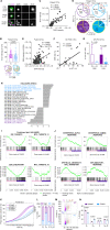 Figure 3. Lack of a2,6-SA and ST6GAL1 is associated with quiescence in CTC clusters. A, Representative CellSearch CTC (CK+DAPI+CD45−) images of two singles and one 5-cell cluster with channels of CK/DAPI merged, DAPI, CD45, and Ki-67 signals, collected from the blood of patients with breast cancer. One single CTC and one CTC within the cluster stained Ki-67 positive. Scale bars = 10 μm. B, Ki-67 signal intensity per cell in single CTCs (n = 83 cells) and clustered CTCs (n = 102 cells, P = 0.0005), as well as binary assessment of Ki-67–positive cells (positive threshold at the intensity mean >75) between single CTCs and CTC clusters (P = 0.008), as measured on ImageJ. C, Plots of individual CTCs showing a positive association between quantified Ki-67 (proliferative index) and DAPI (DNA content) signal intensities per CTC (n = 141, R = 0.8618, P < 0.00001, calculated using www.socscistatistics.com), as measured on ImageJ. D, Proportion of single and clustered CTC distributions within the cell-cycle phases (G0–G1, S, G2–M) at baseline and E1 after treatment, based on the DAPI (DNA) intensity of each CTC on ImageJ using CellSearch images. The ranges of DAPI mean intensity/cell: G1/G0 < 100, S = 100–140, G2–M > 140 (n = 1,684 CTCs from 15 patients with breast cancer), P = 0.052 (baseline singles vs. baseline clusters), P = 8.8E-26 (E1 singles vs. E1 clusters), P = 0.935 (baseline singles vs. E1 singles), and P = 5.2E-07 (baseline clusters vs. E1 clusters). E, Dot plots of individual CTCs with a positive correlation between SNA signals (α2,6-SA) and DAPI intensity (DNA content) per CTC (n = 164 cells, R = 0.4052, P < 0.00001). F and G, Pearson correlation of the percentage (%) of SNA-high cells and % of Ki-67+ CTCs in M1-PDX tumor-bearing mice (n = 20 mice, R = 0.6278, P < 0.00304 calculated using www.socscistatistics.com; F) and the % of Ki-67+ CTCs in singles vs. clusters (G) in the PBS/PAX-treated PDX-M1 model shown in Fig. 1F–N. H–J, Gene set enrichment analysis of RNA-seq of ST6WT vs. ST6KO MDA-MB-231 cells. H, The most downregulated pathways are purple, and the most upregulated pathways are blue. I, The enrichment plots for downregulated pathways include E2F targets, G2–M checkpoint, and MYC targets (V1 and V2). J, The upregulated pathways include interferon response sets, epithelial-to-mesenchymal transition, and inflammatory response genes. K, Cell confluency curves of two clones of ST6WT (1 and 2, purple) vs. two clones of ST6KO (1 and 2, blue) cells over 120 hours Data, mean ± SD of 12 experimental replicates. L, The relative proportion (%) of α2,6-SA–low and α2,6-SA–high populations in each of the cell-cycle phases of ST6WT cells. M and N, Representative flow profiles (M) and quantification of cell-cycle phases (N) of ST6WT vs. ST6KO cells. Cellular DNA content is measured with Hoechst 33342, and RNA content is measured with Pyronin Y. Quiescent cells (G0) are distinguished from the G1 phase by a low level of RNA content with the same amount of DNA content. P values were calculated with the Student t test in Excel or GraphPad unless otherwise indicated. Data, mean ± SD of 3–5 experimental replicates.