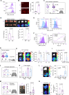 Figure 4. ST6GAL1 inhibits cluster formation and blocks metastatic seeding in PDX models. A, Flow cytometry profiles of α2,6-SA (SNA) of indicated PDX models (M1, M2, and M3). B, Representative images (left) and quantification (right) of cluster size (area) of PDX-M1 (M1) vs. PDX-M2 (M2) tumor cells at 24 hours (scale bars = 300 μm). Data are represented as mean ± SD of 6 experimental replicates. C, Schematic design to analyze spontaneous metastases of M1 (−5 weeks) and M2 (−8 weeks) PDX tumor models: 5 × 104 cells were orthotopically injected into the fourth mouse mammary fat pads. Five to 8 weeks after implantation, breast tumor weight and lung metastases (mets) were measured. D, Top: images of dissected tumors (scale bar = 1 cm) and lung metastases (bioluminescence) of M1 and M2 PDX models. Bottom: quantified tumor weight (g) and lung metastasis (bioluminescence imaging total flux). E, Flow cytometry profiles of α2,6-SA levels in ST6WT and ST6KO PDX-M1/M2 models. F, Flow cytometry profile of α2,6-SA levels (left) and cluster formation curves (right) in ST6WT and ST6OE cells derived from M2 PDXs. Curve data are represented as mean ± SD of 12 experimental replicates. G, Experimental illustration of tail-vein injection of ST6KO (KO) with appropriate ST6WT (WT) controls of PDX-M1 and PDX-M2 models; 1 × 105 cells/mouse were injected via tail vein, and lung localization signals were measured 24 hours and/or 5 weeks after injection. H, Representative images (left) and quantification (right) of lung metastatic seedings of ST6WT vs. ST6KO M1 and M2 models 24 hours after injection. Lung total flux of cellular bioluminescence signals was imaged prior to and after injections. I, Lung bioluminescence images (left) and quantified lung metastases (photons/s; right) 5 weeks after tail-vein injection of ST6WT and ST6KO cells. J, Schematic illustration of orthotopic implantations of ST6WT and ST6KO PDX-M1 into the fourth mouse mammary fat pads. Two batches of ST6WT (1.2 × 103 cells/injection) and ST6KO (5 × 103 cells/injection) cells were injected, and tumors were harvested when reaching ∼0.5 g or 1.0 g. K, Quantified tumor weight for both ST6WT and ST6KO M1 tumors collected at various time points. L, Representative bioluminescence images (left) and quantified lung metastasis (right) of ST6WT and ST6KO PDX-M1 models at 0.5 g and 1.0 g, respectively. Data, mean ± SD of 8 experimental replicates. M, Schematic of orthotopic implantations of ST6WT (6 × 104 cells) and ST6OE (2 × 104 cells) PDX-M2 cells per mammary fat pad, photo of primary breast tumors, and tumor weight comparison between two groups to assess the lung metastases. N, Representative bioluminescence images of dissected lungs (left) and the relative lung metastases, presented as total flux of the lung bioluminescence, at 2 months of implantation. P values were calculated with Student t test using GraphPad, and data are represented as mean ± SD of 3–5 experimental replicates unless otherwise indicated.