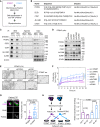 Figure 5. Glycoproteomic analyses reveal novel α2,6-sialylation targets of ST6GAL1. A, Experimental design of glycoproteome profiles of SNA-bound α2,6-SA+ membrane proteins isolated from ST6WT and KO cells. The membrane fractions were isolated, and α2,6-SA–linked proteins were coimmuno­precipitated with SNA-conjugated agarose beads. Purified proteins were loaded to the glycoproteomics analysis. B, The list of top ST6GAL1 target glycoproteins including their α2,6-sialylation sites on the peptide. C, Immunoblots of the ST6GAL1 substrates PODXL, ECE1, CD97, ALCAM1, and ICAM1 with immunoprecipitation (IP) by SNA (α-2,6-SA+ proteins) or agarose controls, and input controls of the membrane fraction (Mem) or whole-cell lysate (WCL) from ST6WT (+) and ST6KO (−) MDA-MB-231 cells. D, Immunoblots of ST6GAL1 target proteins and the loading control β-actin from the lysates of ST6KO MDA-MB-231 cells transfected with the scramble control (scr) and siRNAs for PODXL, ECE1, CD97, ALCAM1, and ICAM1. E and F, Representative images of clusters at 2 hours (E) and cluster formation curves over the time (0–16 hours; F) of ST6KO MDA-MB-231 cells after downregulation of indicated genes. P scrST6KO vs. WT < 0.0001, P scrST6KO vs. siPODXL = 0.0001, P scrST6KO vs. siECE1 = 0.0175, P scrST6KO vs. siALCAM1 = 0.0260, P scrST6KO vs. siCD97 = 0.0043, and P scrST6KO vs. siICAM1 = 0.0003; scale bars = 100 μm. P values were calculated with the t test using GraphPad. Data are represented as mean ± SD of 12 experimental replicates. Cluster videos are available as Supplementary Videos S8–S14. G, Representative images of PODXL staining on patient CTCs (CD45−CK+DAPI+) via CellSearch (left) and flow cytometry–based quantification (right) of PODXL expression. H, Schematic (left) and quantification (right) of cell-binding analyses (ST6WT/ST6KO) with PODXL and α2,6-desialylated PODXL isolated from ST6WT and ST6KO cells, respectively. P values were calculated with the Student t test using GraphPad, and data are represented as mean ± SD of 3–5 experimental replicates unless otherwise indicated.